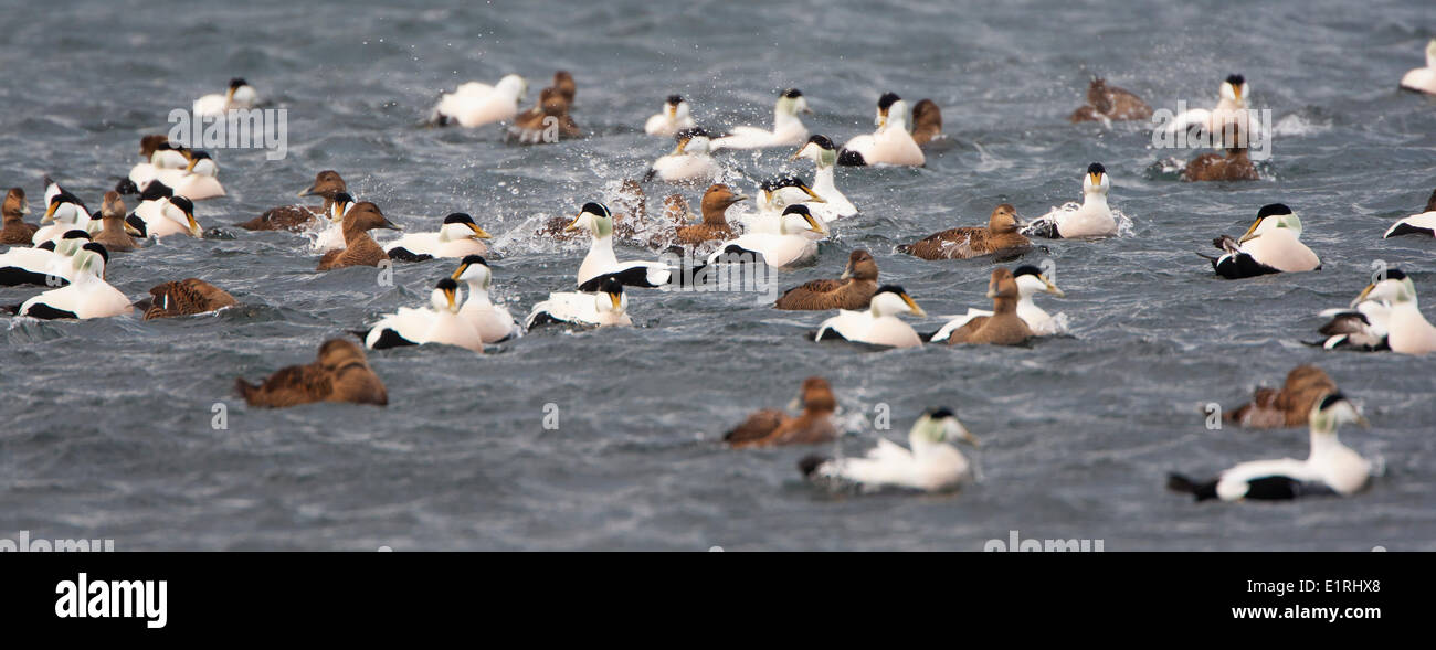 A group of Common Eider ducks in the water Stock Photo 69975088 Alamy