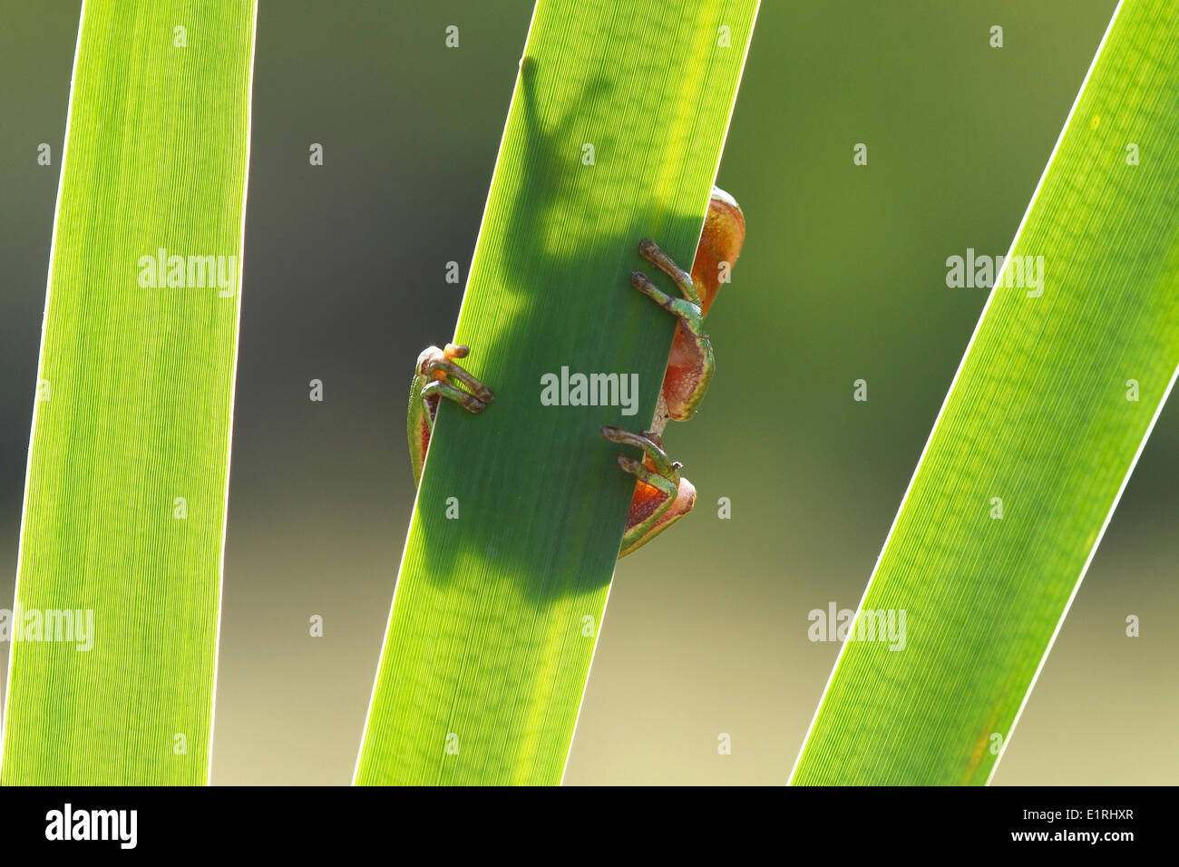 A European Tree Frog holds on to a green leaf Stock Photo