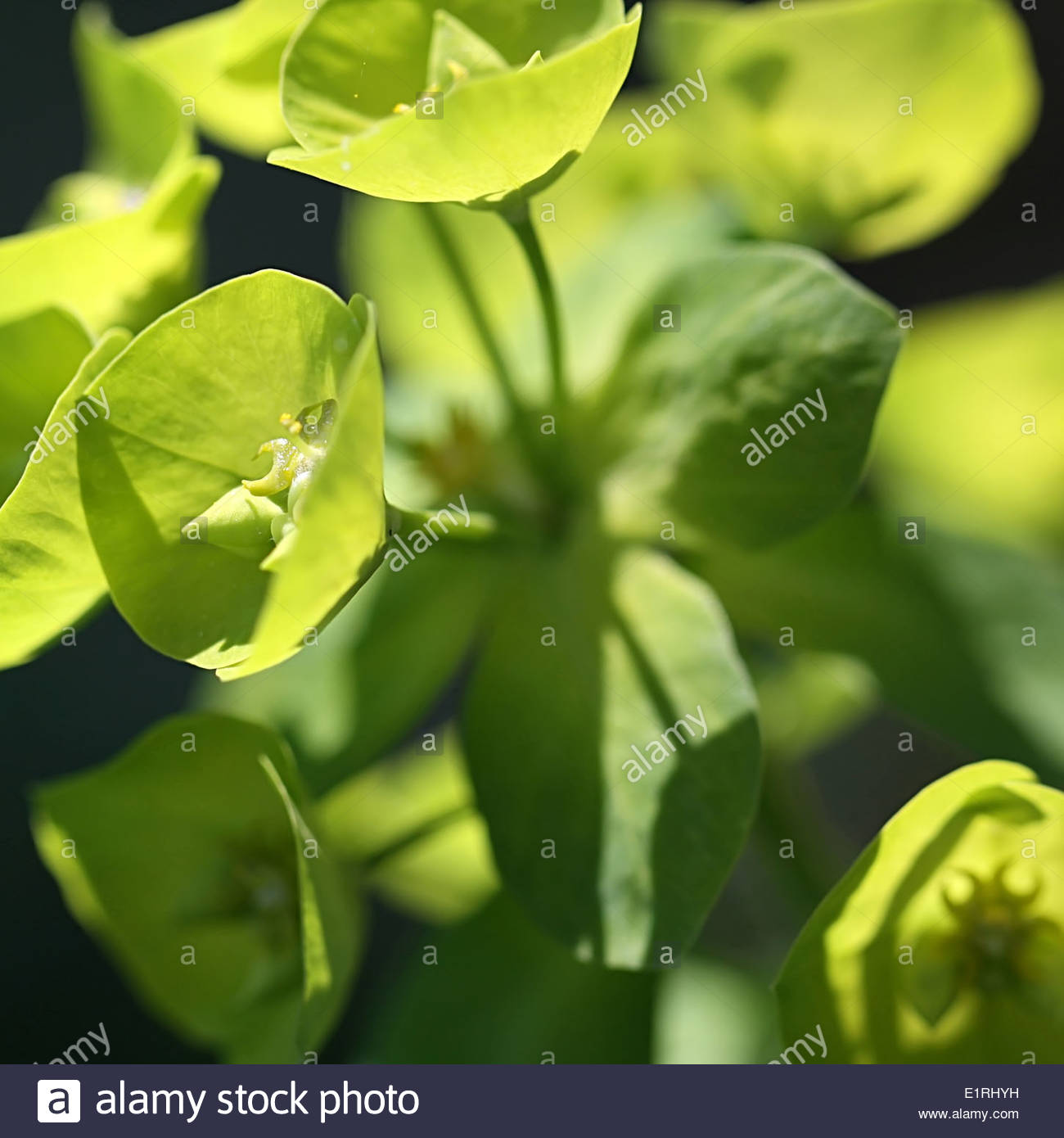 Native perennial wildflowers hi-res stock photography and images - Alamy