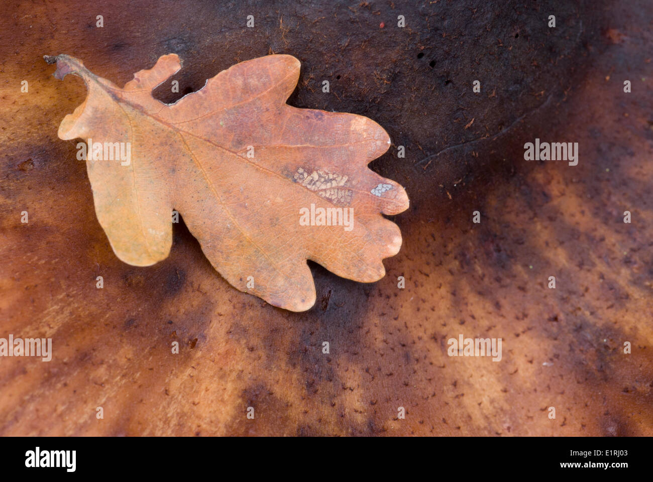 Autumn leaf of oak on cap of mushroom Stock Photo