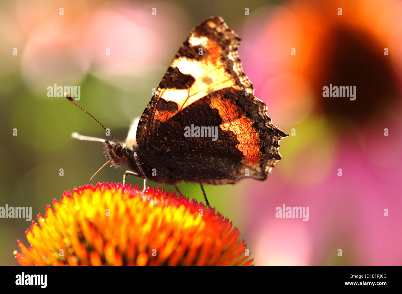 Small Tortoiseshell forages on a  eastern purple coneflower, backlight Stock Photo