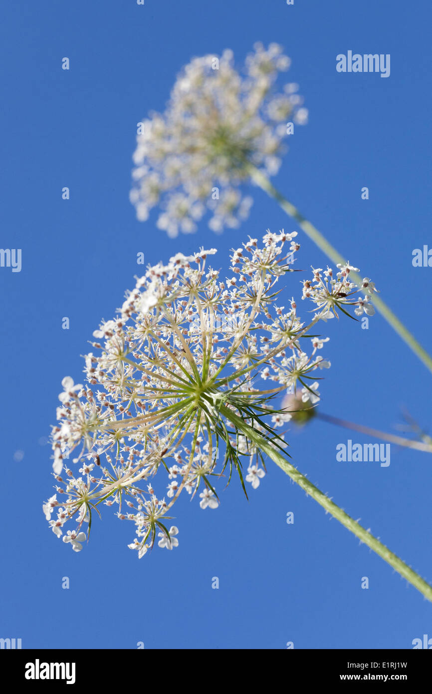 As the wild carrot starts to flower, the summer is halfway. Stock Photo