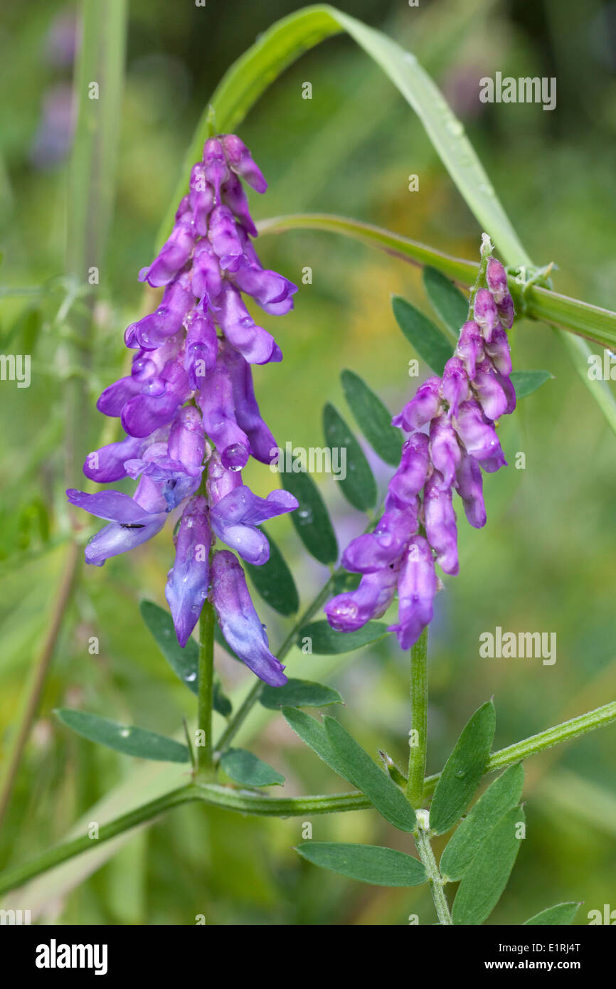 Vetch Bloom Vetch in full bloom in the floodplains of the river IJssel Stock Photo ...