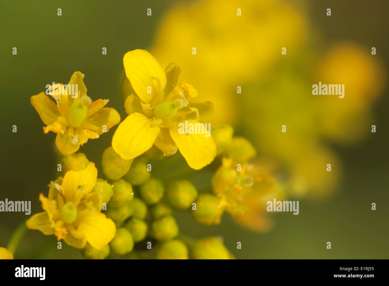 Great Yellow Cress Stock Photo