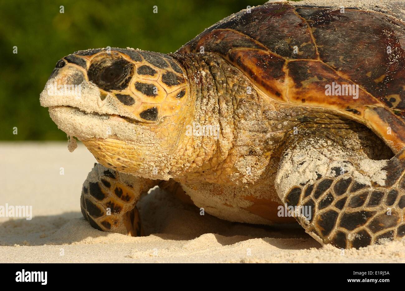 Hawksbill Sea Turtle returns to sea after laying eggs Stock Photo - Alamy