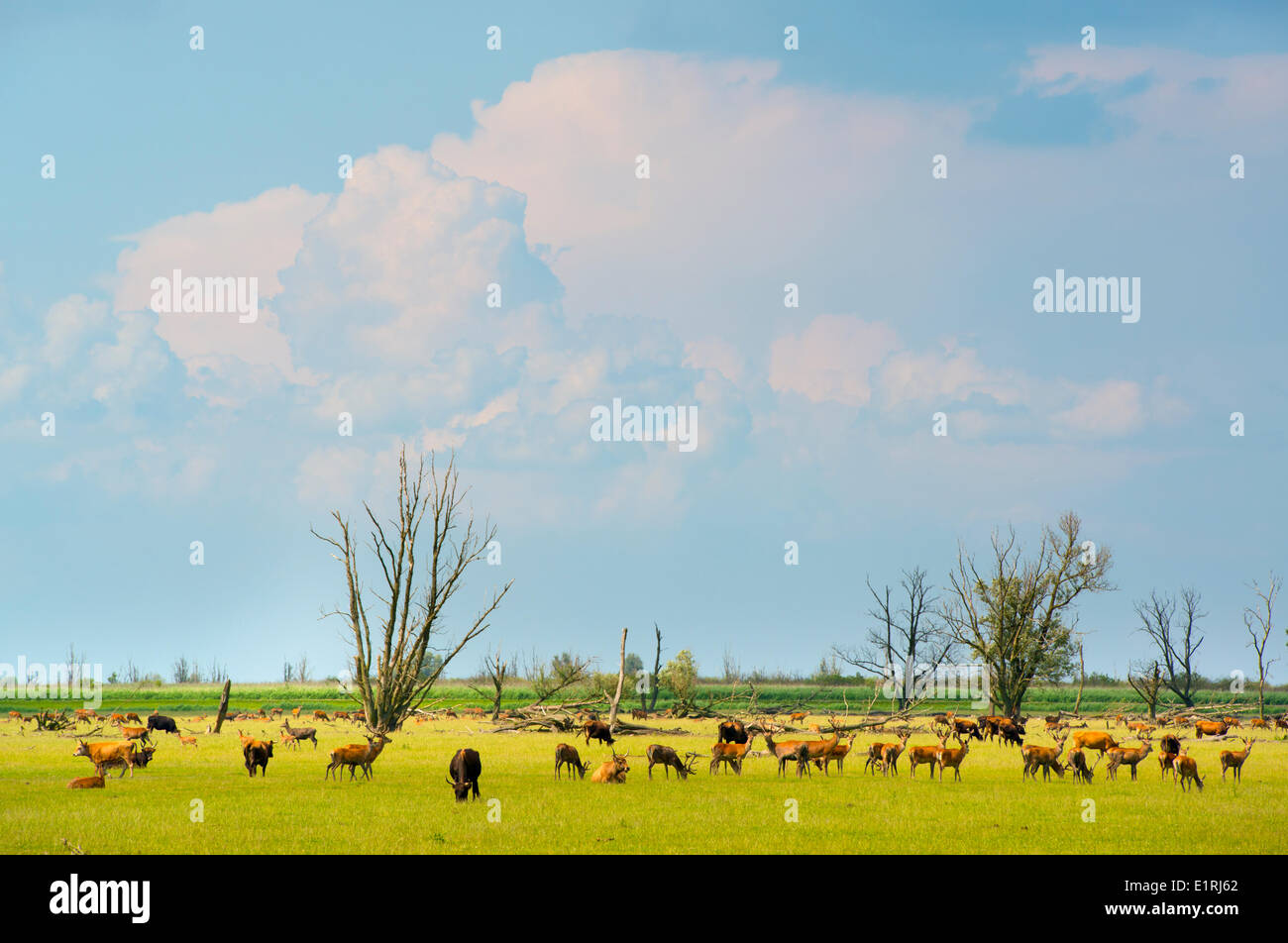red deer herd in the savanna like landscape of the Oostvaardersplassen naturereserve in the Netherlands; Stock Photo