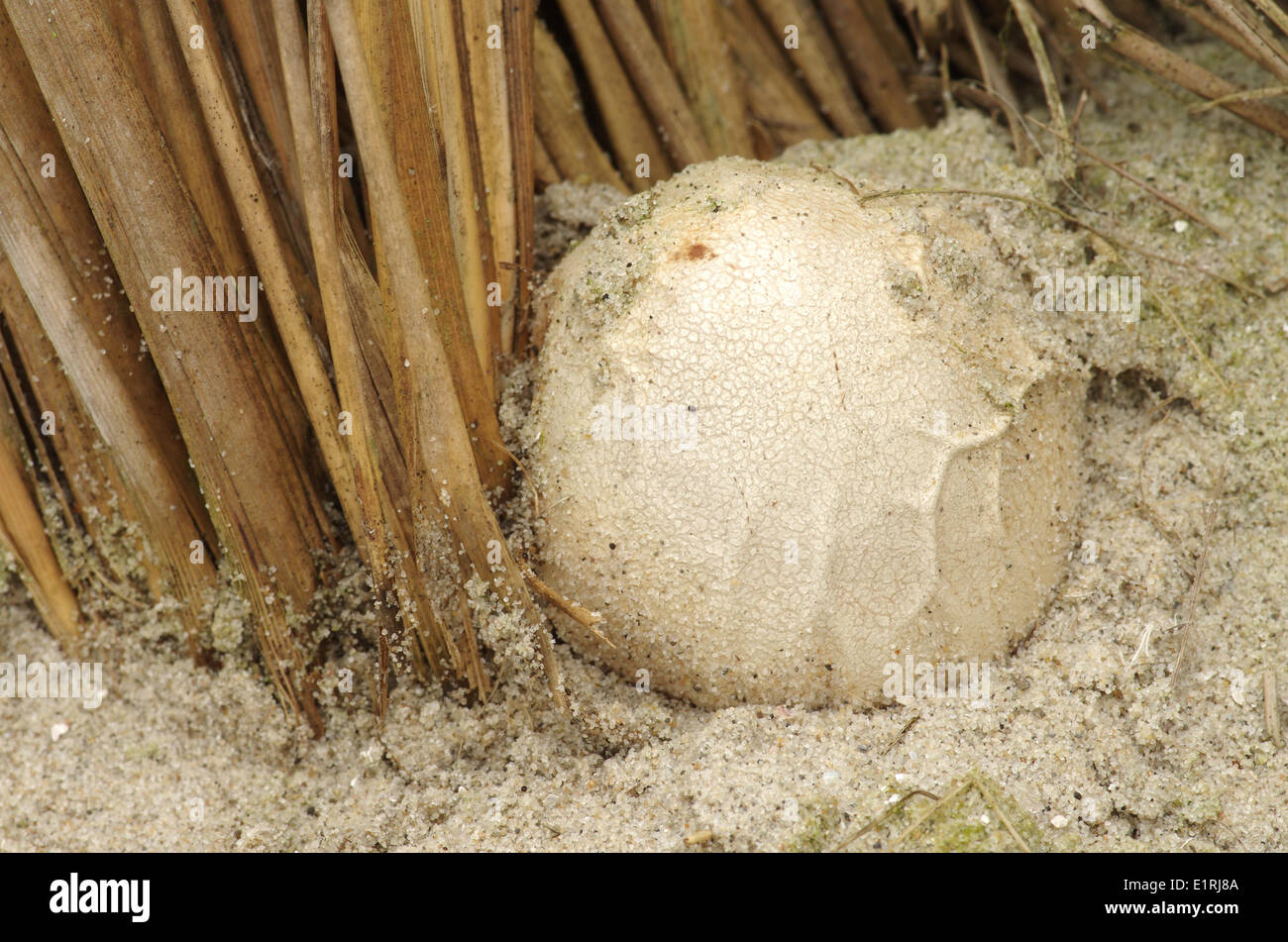 The egg-like stage of the Dune stinkhorn Stock Photo