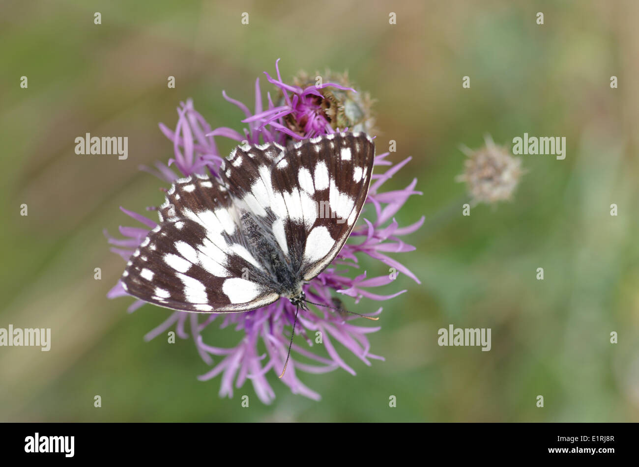Black knapweed flower hi-res stock photography and images - Alamy