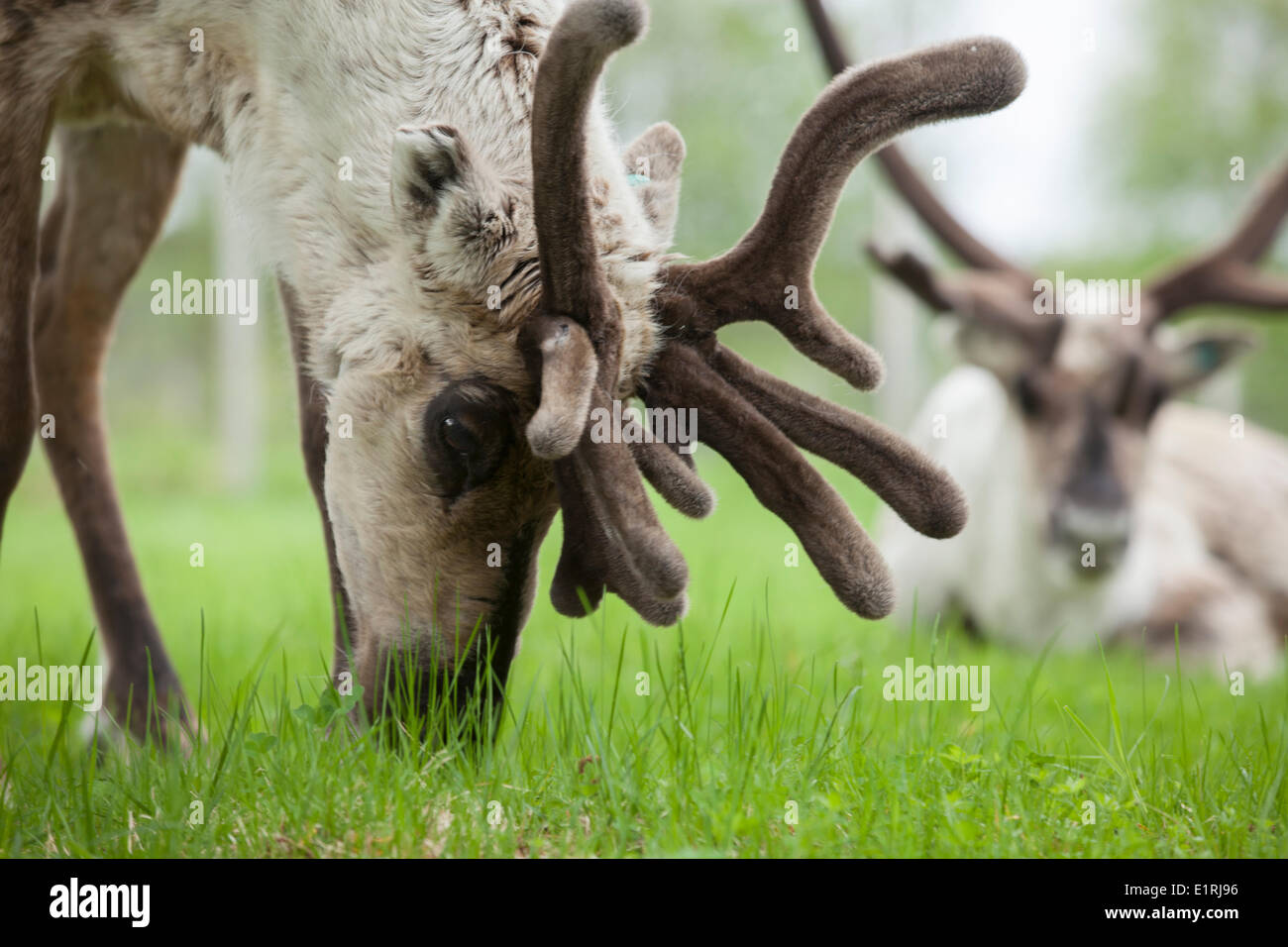 two male reindeers resting Stock Photo