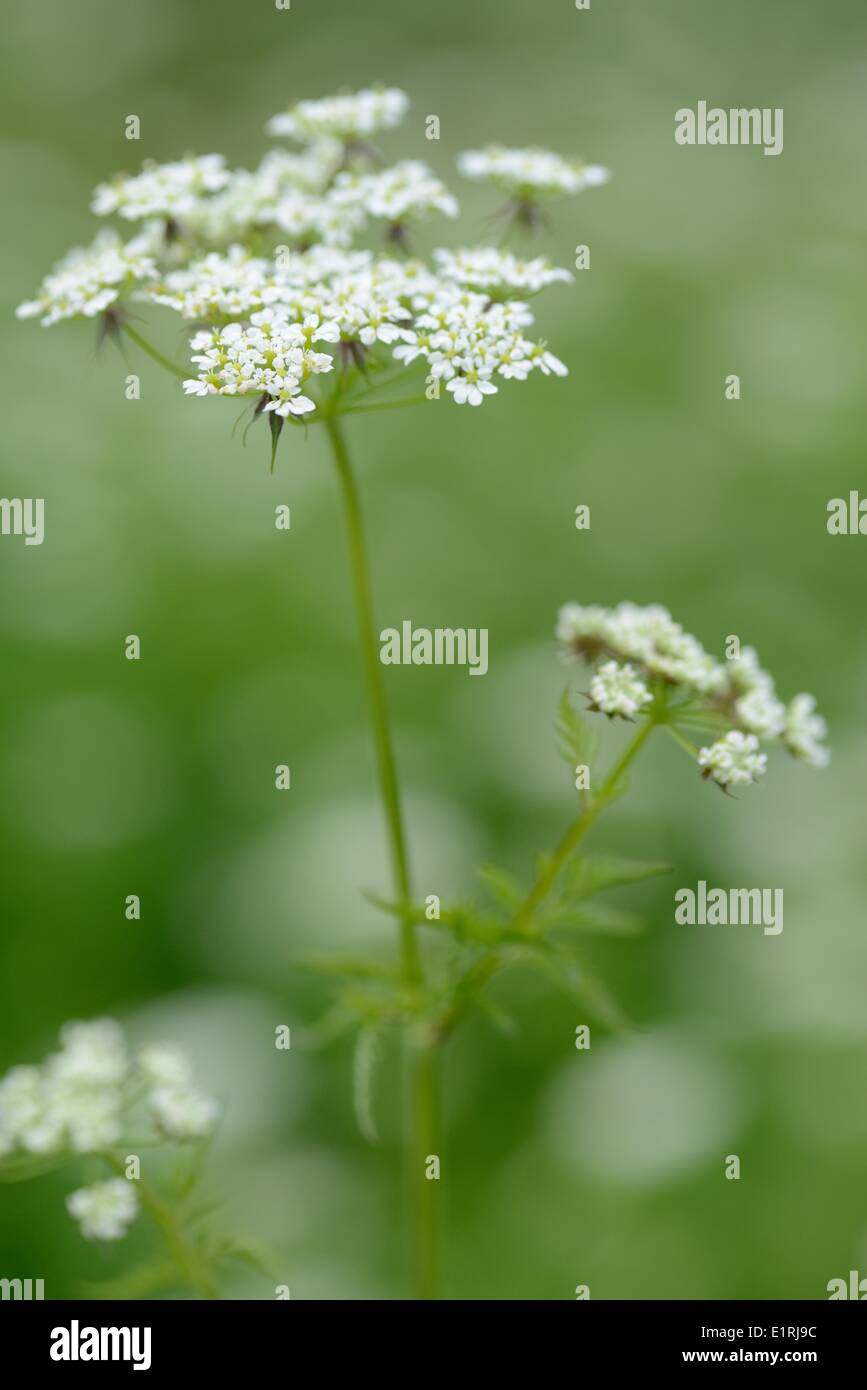 Flowering Sweet Cicely Stock Photo