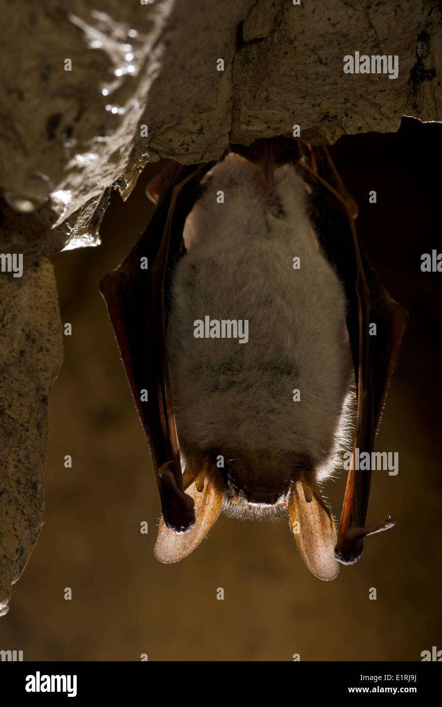 Hibernating animals hires stock photography and images Alamy