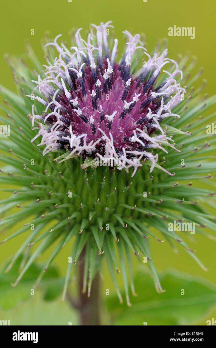 Inflorescence of the Greater Burdock Stock Photo