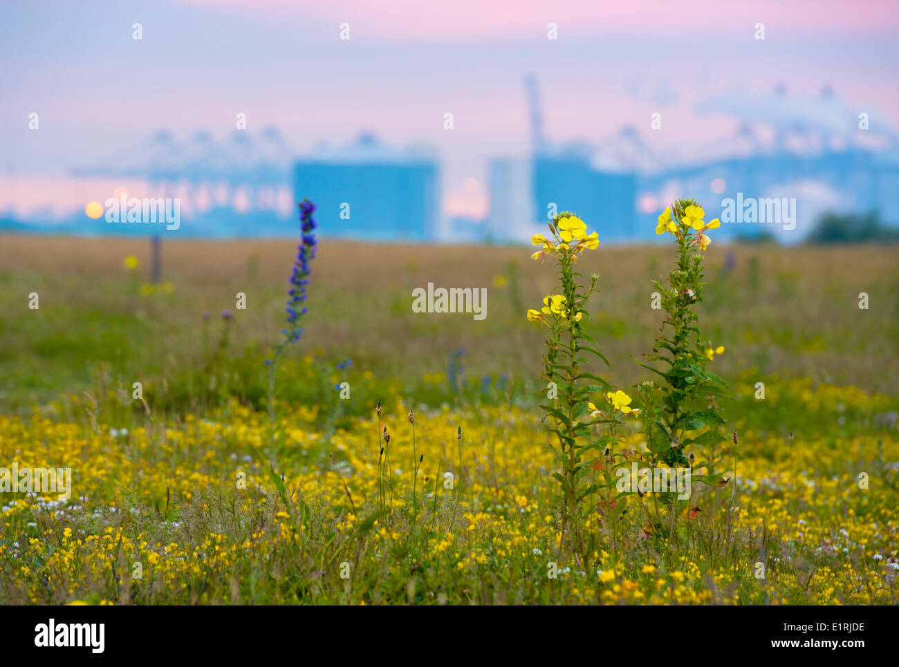 Industry in the port of Rotterdam with a field of  flowers on fallow land; Stock Photo