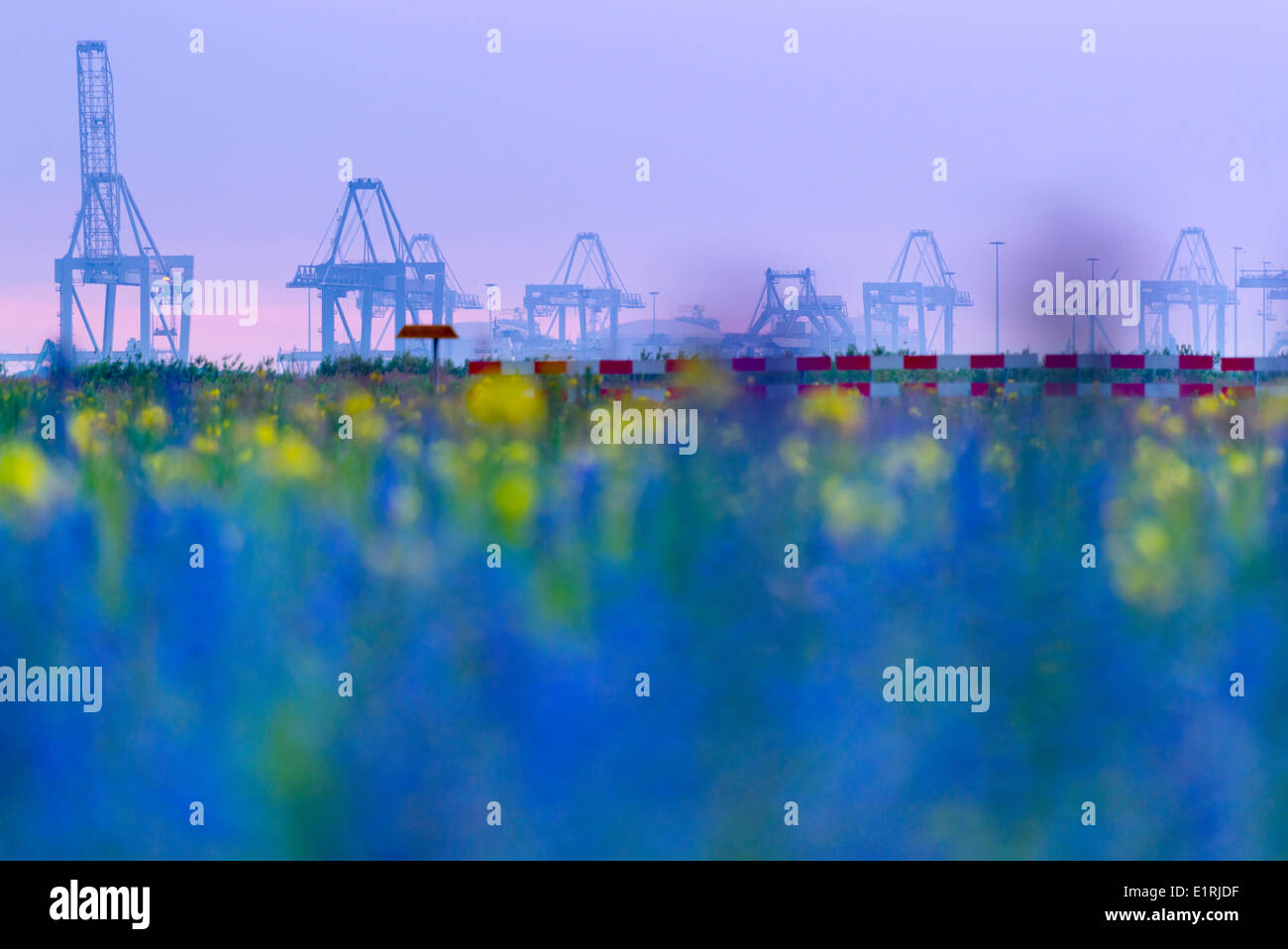 Industry in the port of Rotterdam with a field of  flowers on fallow land Stock Photo