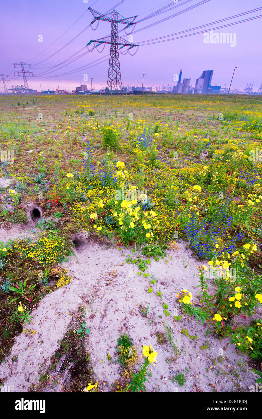 rabbit burrows in the port of Rotterdam with a field of  flowers on fallow land with industry on the horizon Stock Photo