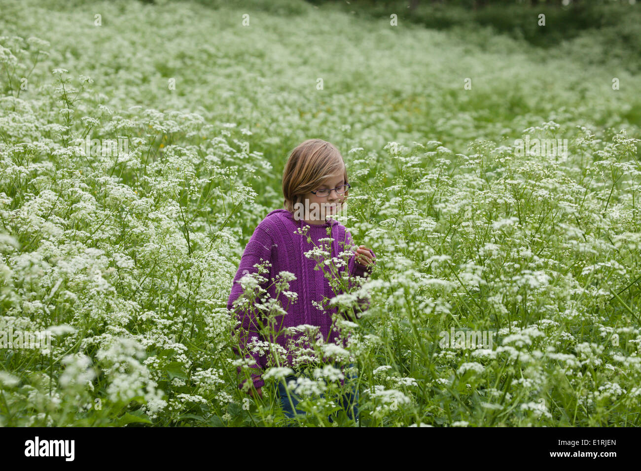 Girl in flowering cow parsley on dike Stock Photo