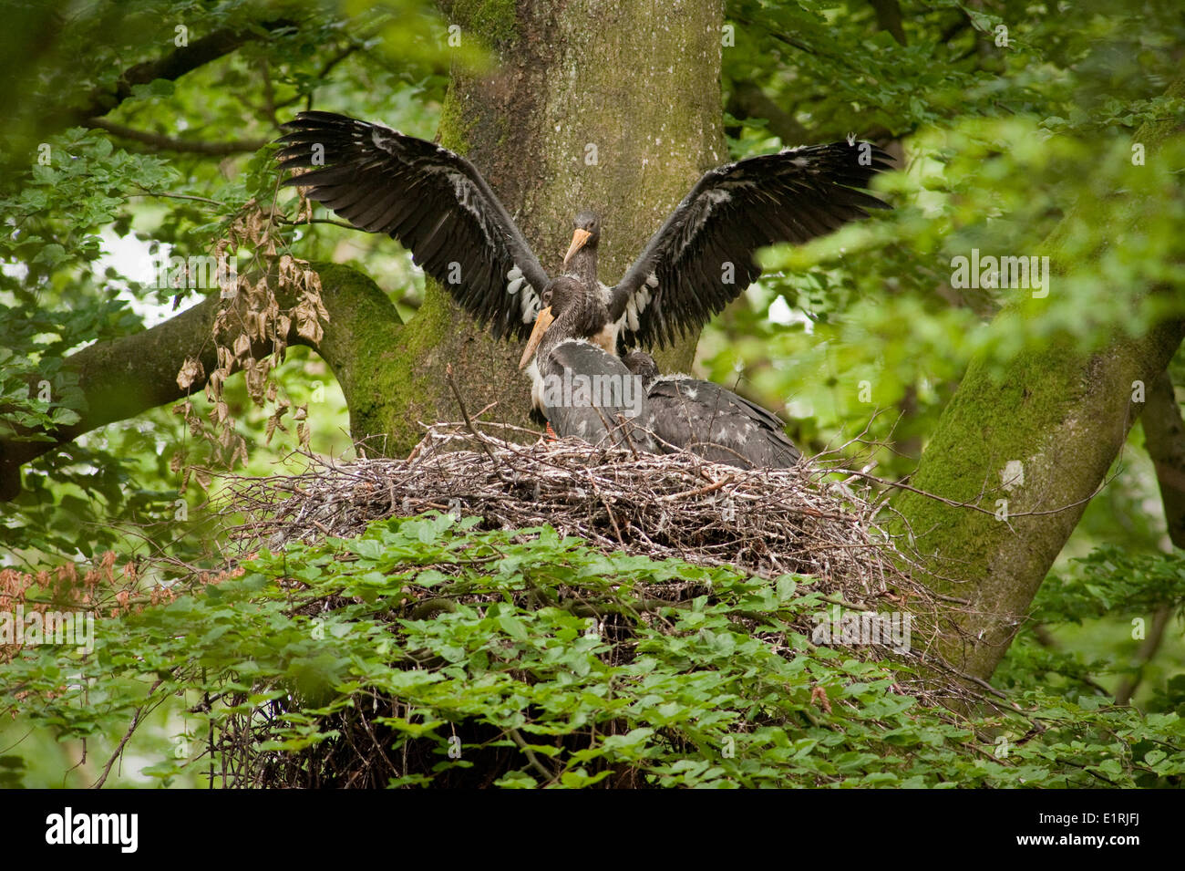 Black stork nest in eastern Belgium (hohes vehn). Stock Photo