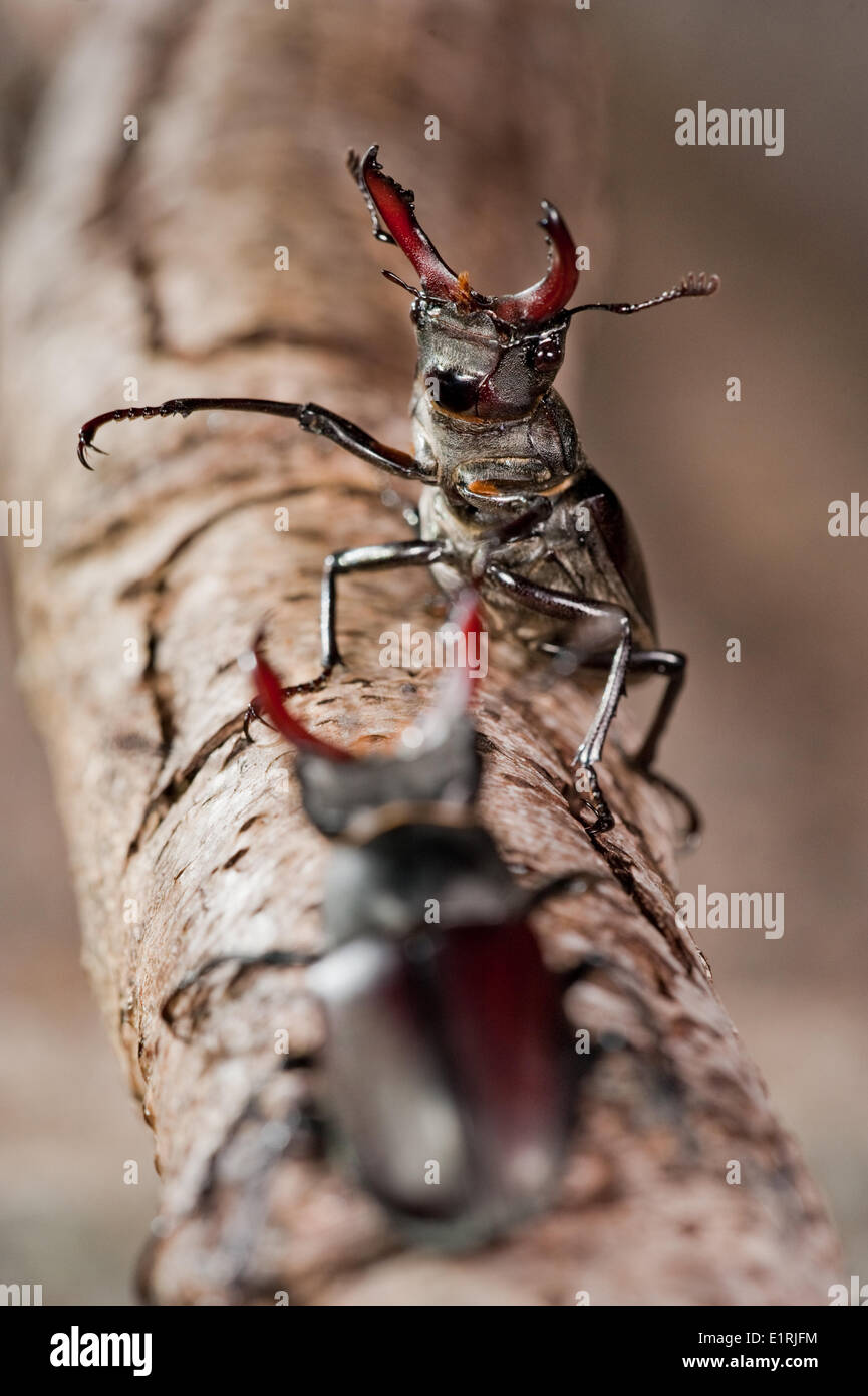 Lucanus cervus best-known species stag beetle in West (family Lucanidae ...