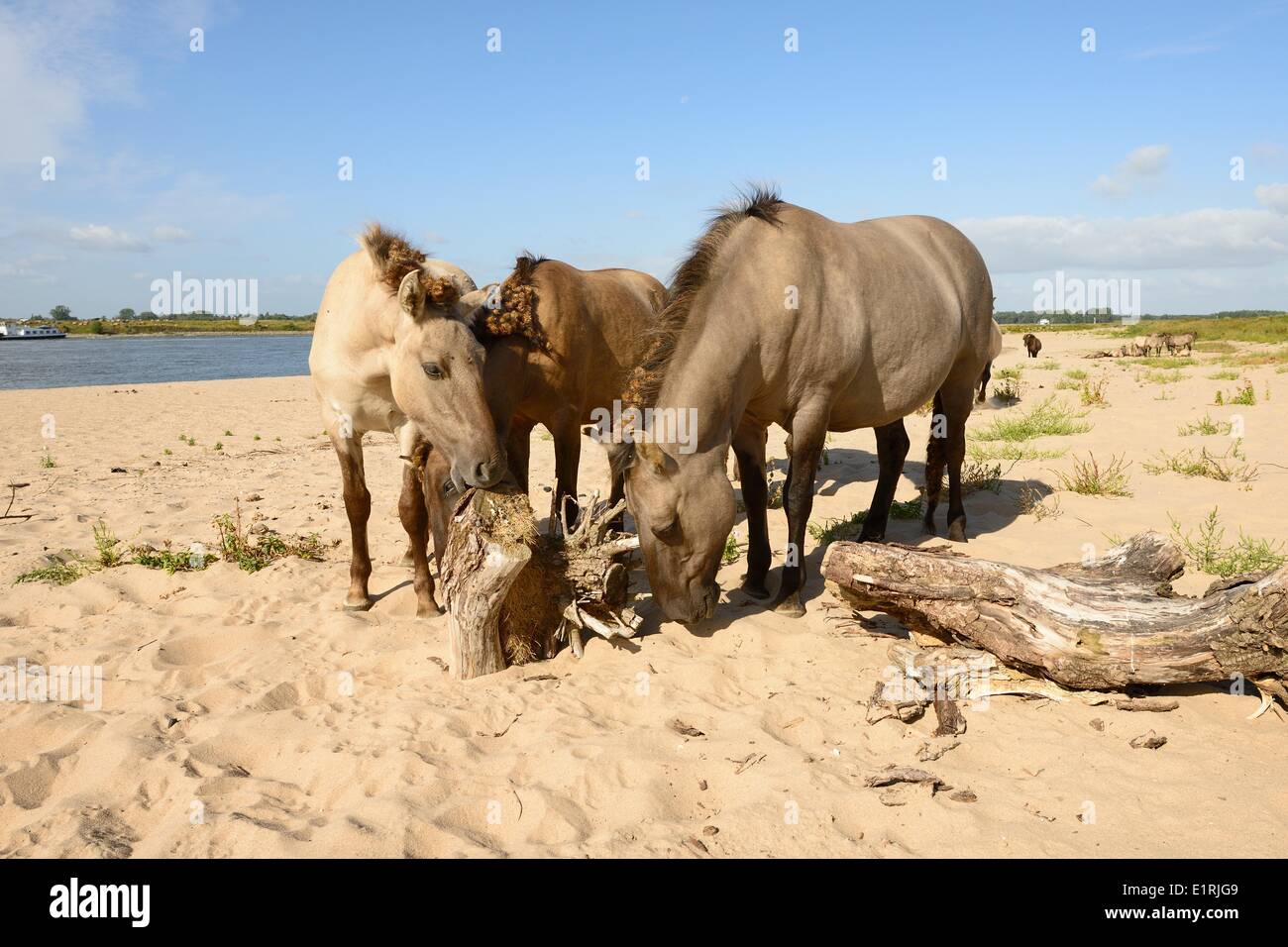 Polish primitive horses are used to keep nature reserves like the Klompenwaard open and with enough natural variation Stock Photo