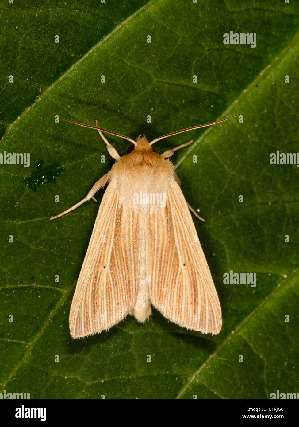 Common Wainscot (Mythimna pallens) resting on a green leaf. Stock Photo