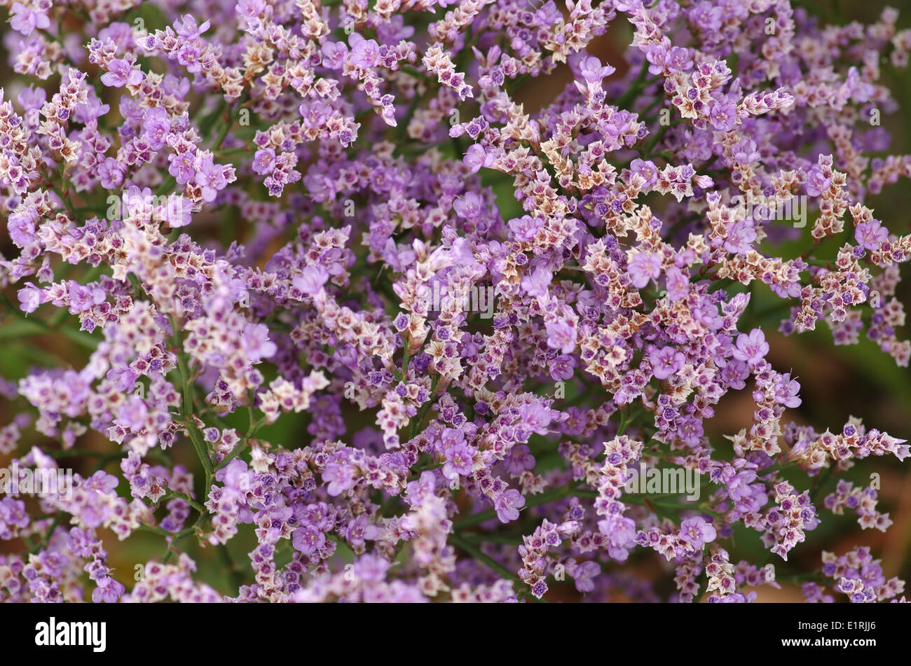 Full shot of the purple flowers of the Common sea-lavender Stock Photo