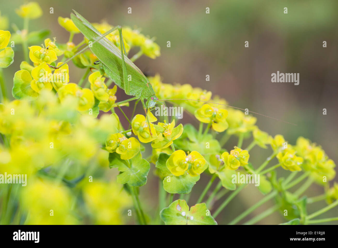 Sickle-bearing Bush Cricket on Cypress Spurge, where they eat the flowers. Stock Photo