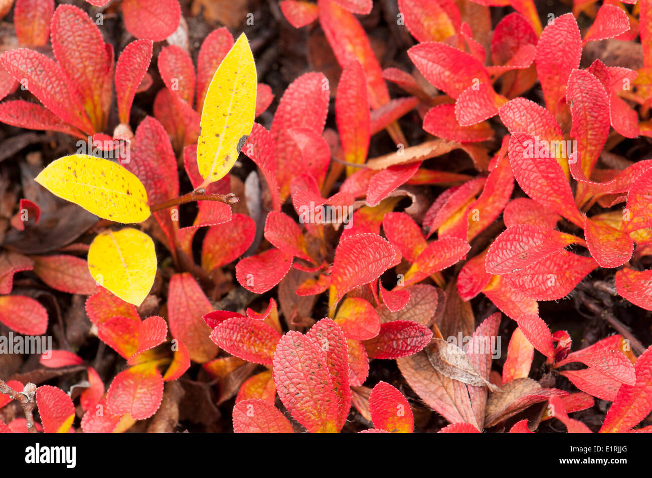 Bright red leaves of alpine bearberry in autumn contrasting with yellow leaves Stock Photo