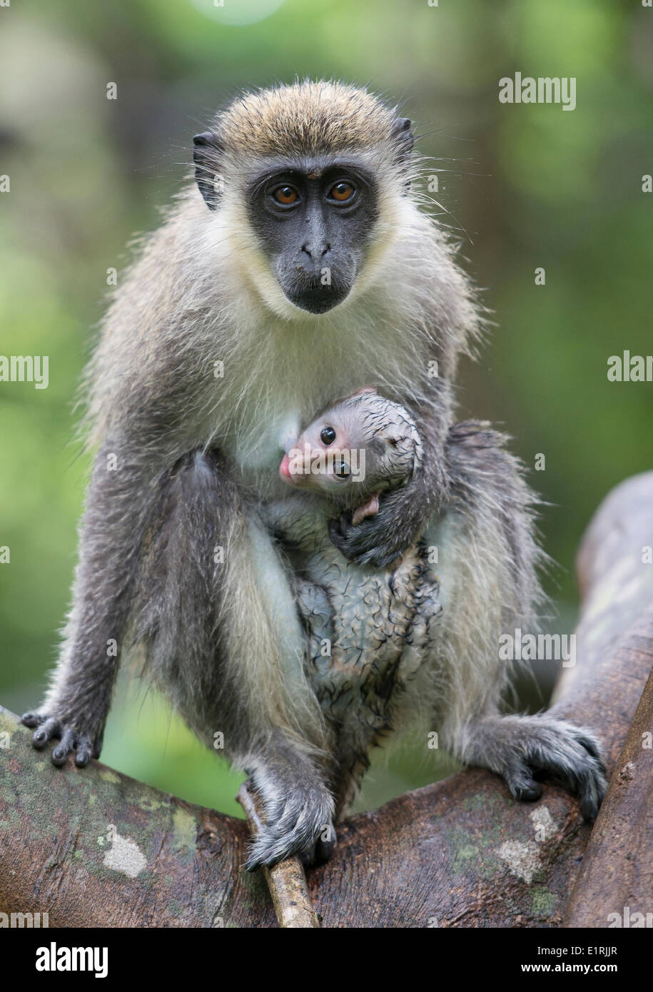 A South African Vervet Monkey with young Stock Photo