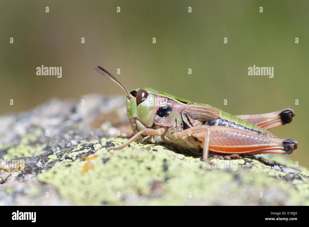 Gomphoceridius brevipennis is an endemic grasshopper for the central and eastern parts of the Pyrenees, occurring above 2000m Stock Photo