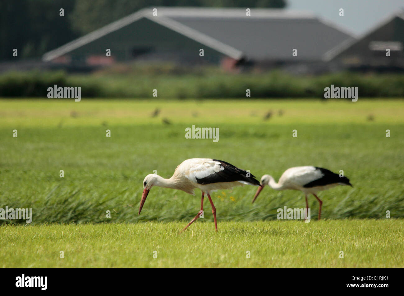 Foraging White storks Stock Photo