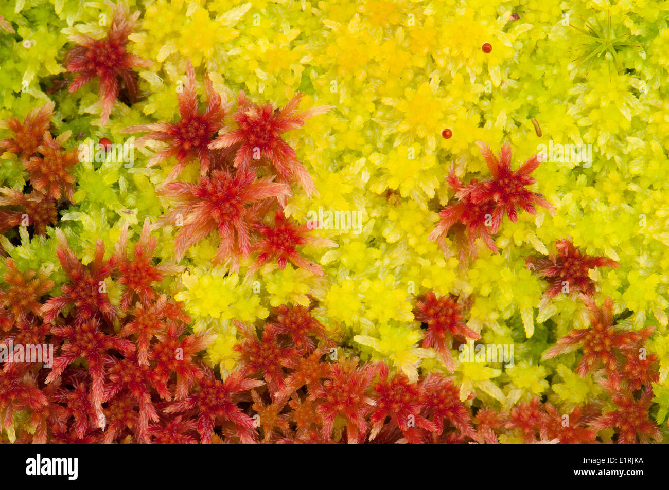 Transition of red coloured peat moss to green peat moss in autumn Stock