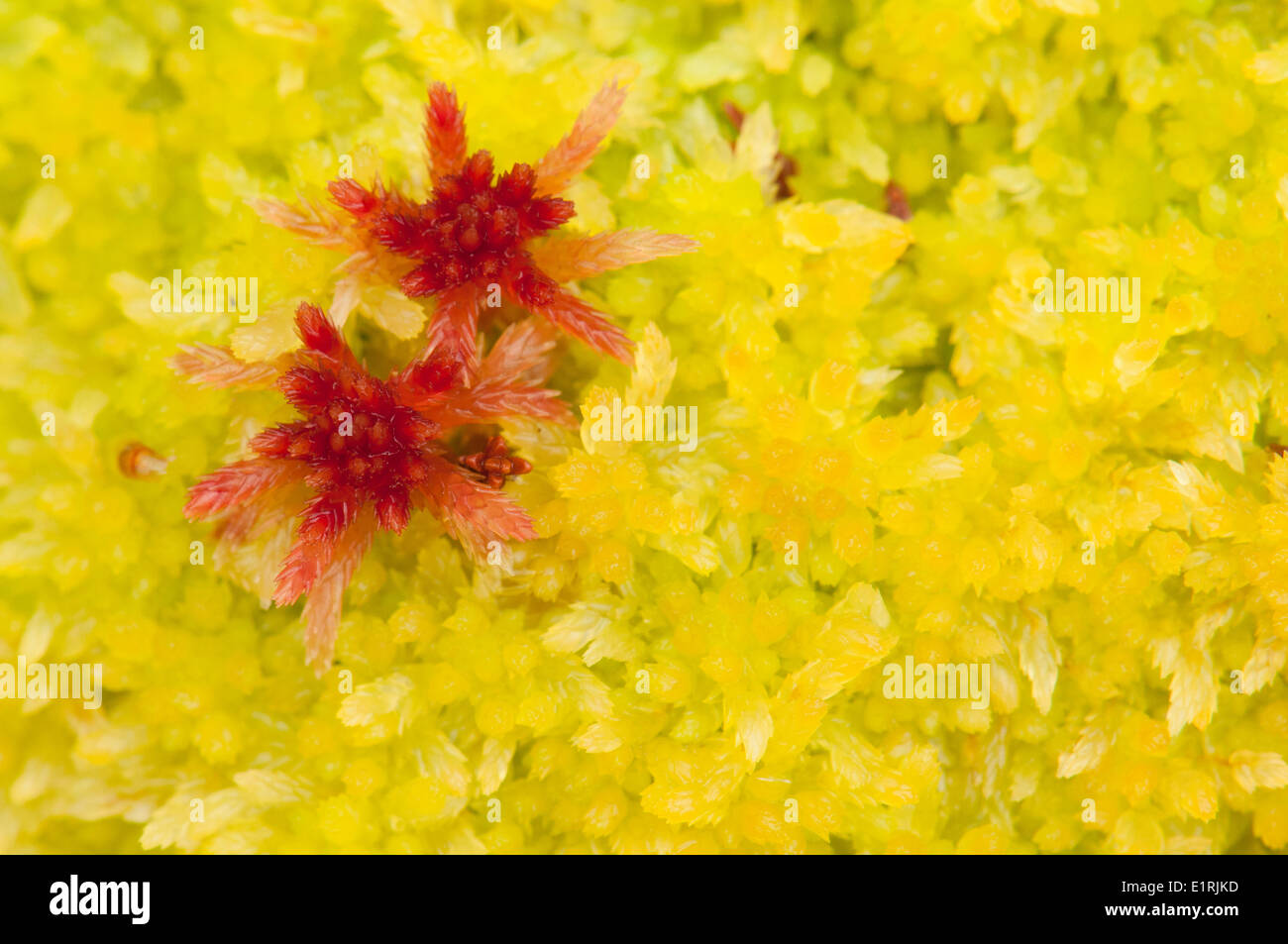 Red coloured peat moss between green peat moss in autumn Stock Photo