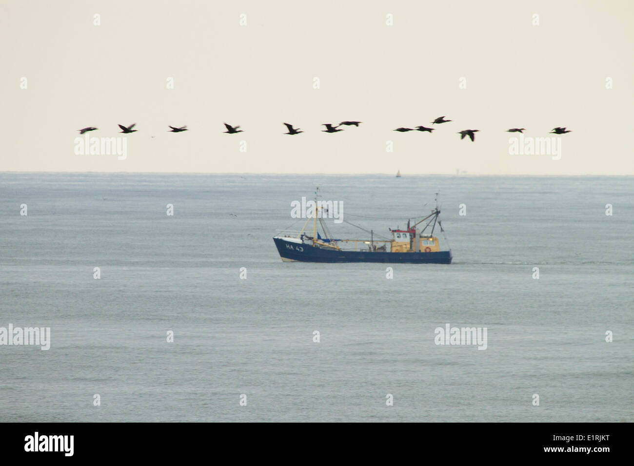 Cormorants flying over fishing boat in Wadden North sea Stock Photo Alamy