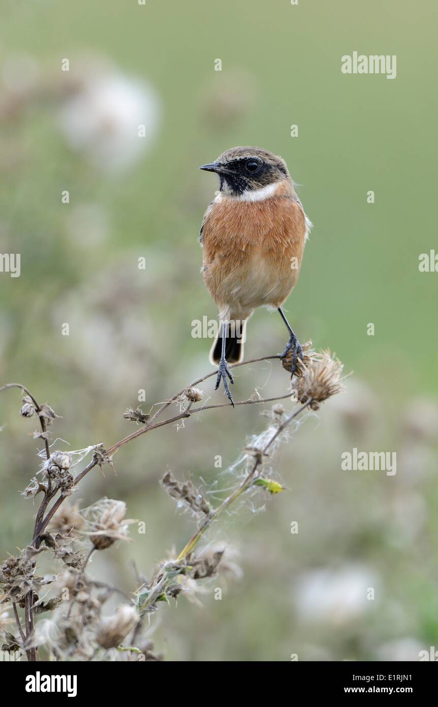 Male songbird common stonechat hi-res stock photography and images - Alamy