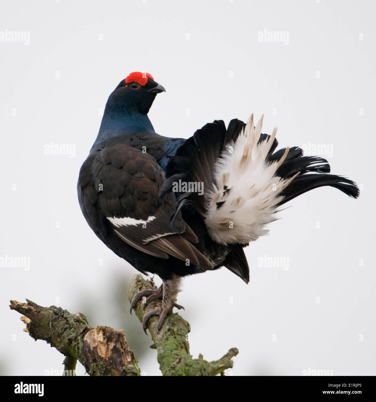 Male Black Grouse (Tetrao tetrix) with spread tail in a dead tree Stock Photo