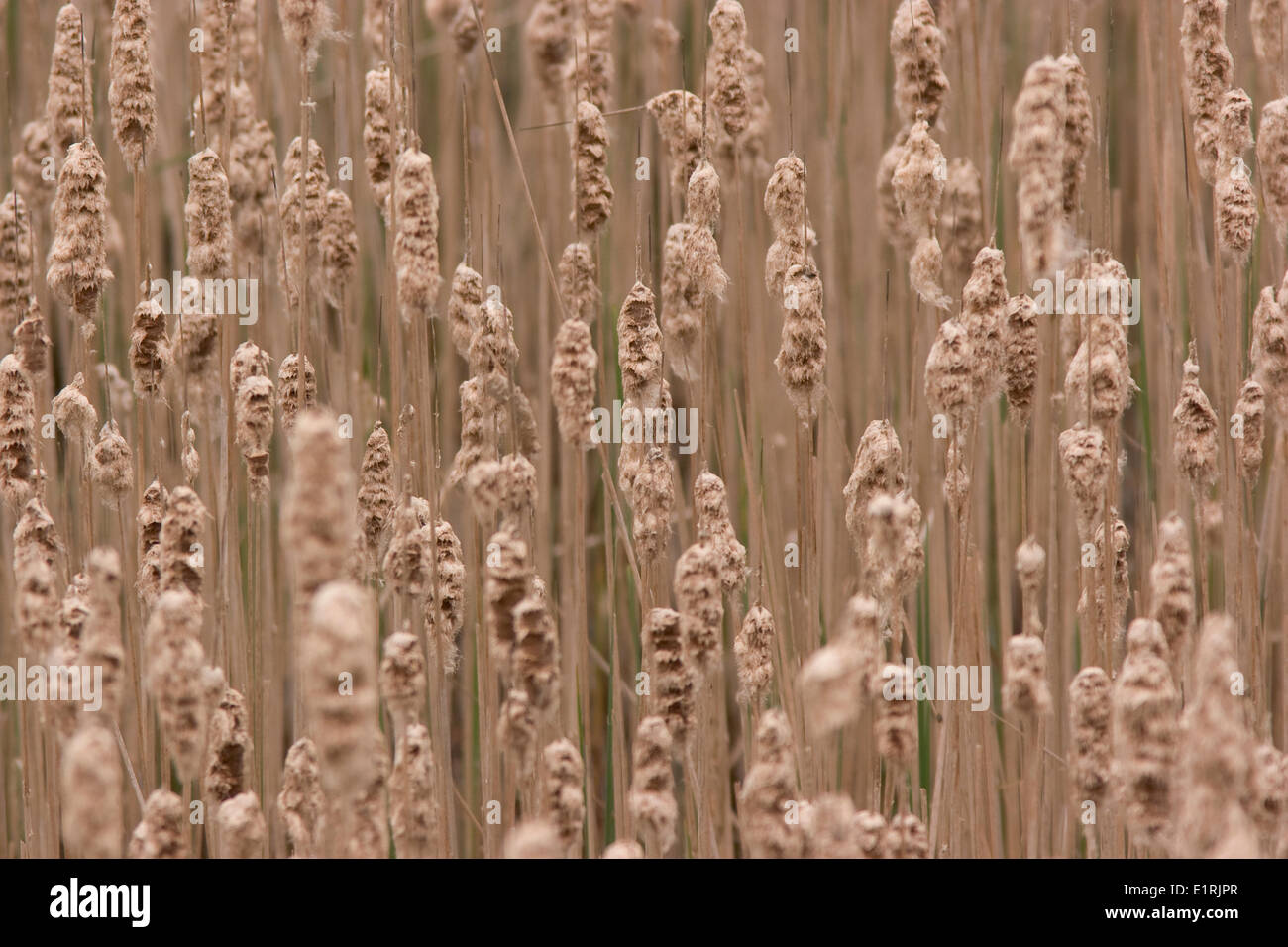 A field full of the ripe flower spikes of the Bul Rush. Stock Photo
