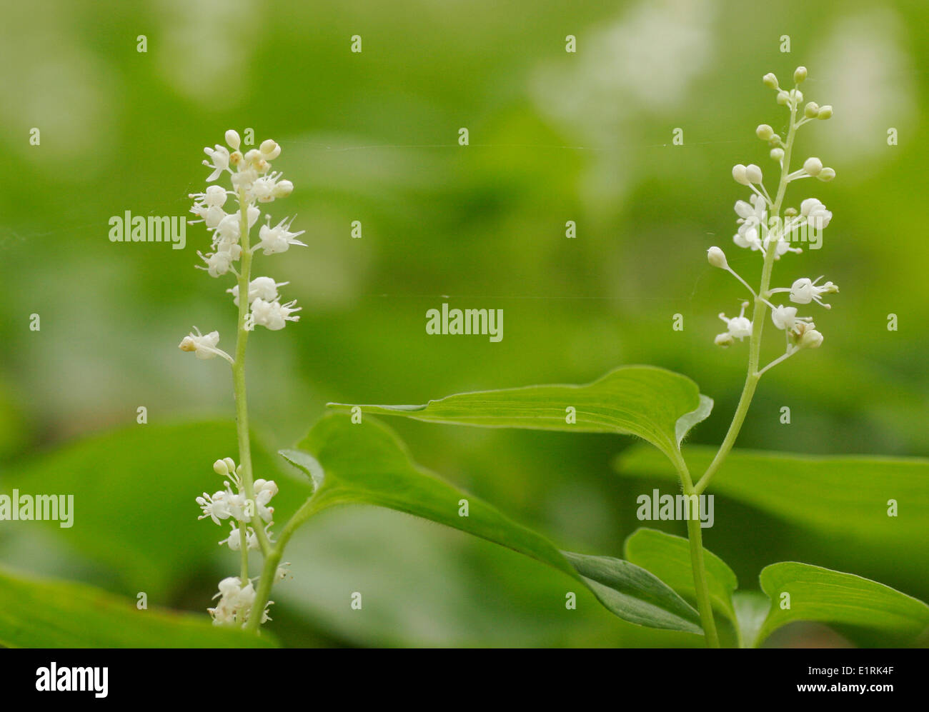 False lily of the valley (Maianthenum bifolium Stock Photo Alamy