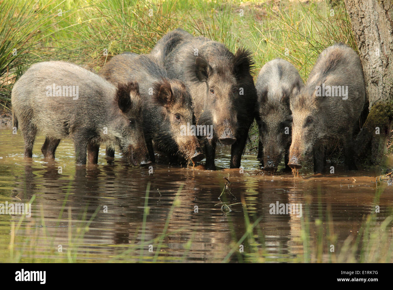 Wild Boars drinking water and standing in a forest fen Stock Photo