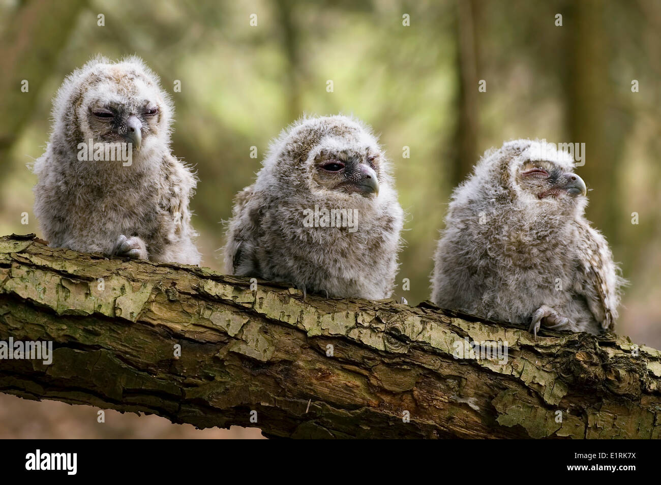 Three Tawny Owl Chicks Sitting In A Tree Stock Photo Alamy three-tawny-owl-chicks-sitting-in-a-tree-stock-photo-alamy