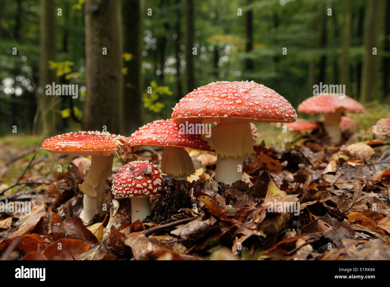 A group of fresh Fly Agarics in the woods. Stock Photo