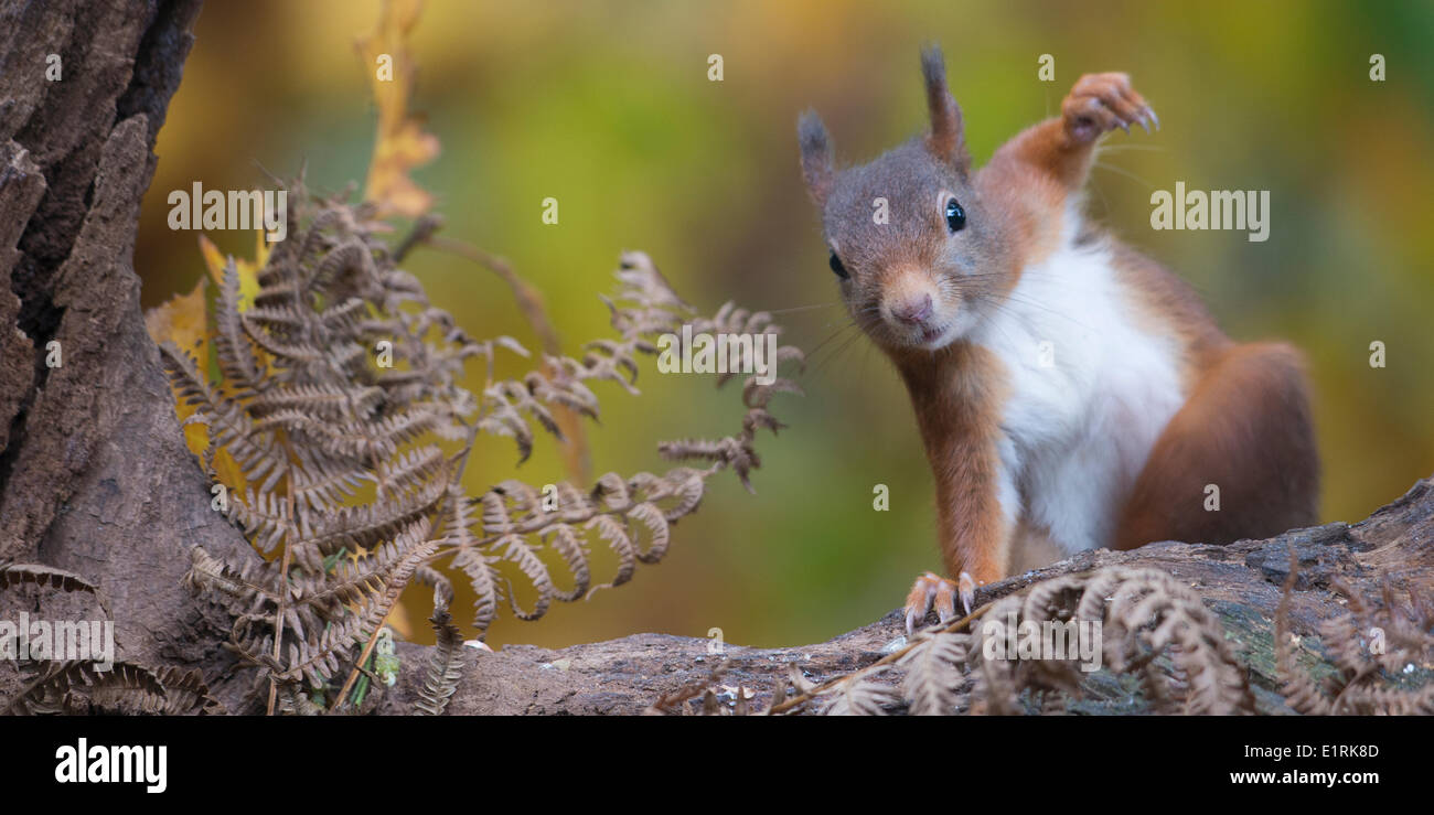 Red Squirrel in Autumn setting Stock Photo