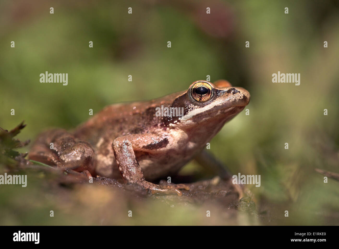 photo of an Iberian frog on land with blurred green background Stock Photo