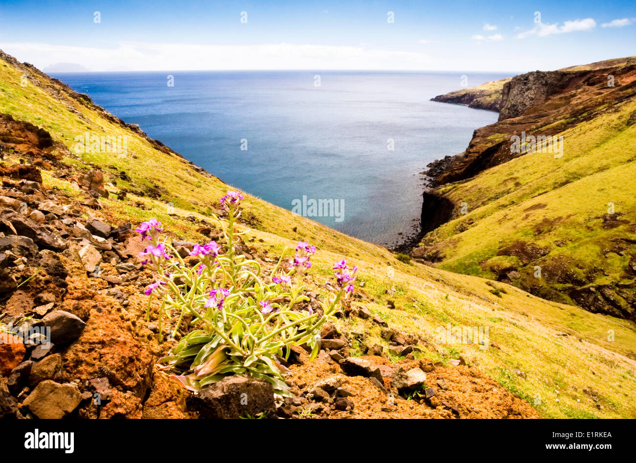 The dry East point of Madeira with the endemic Matthiola maderensis in foreground Stock Photo
