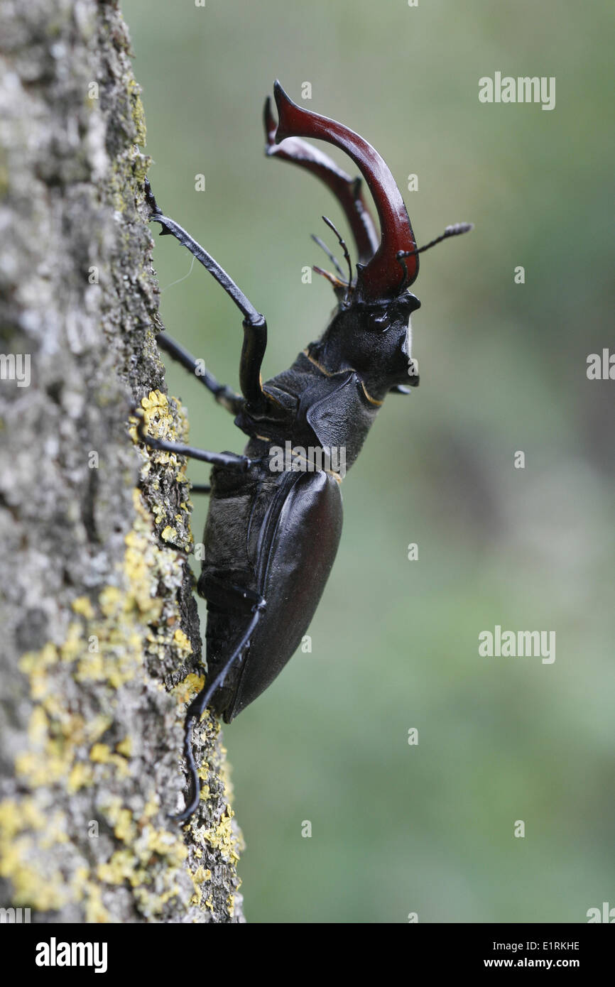 Sideview male stag beetle on english oak Stock Photo