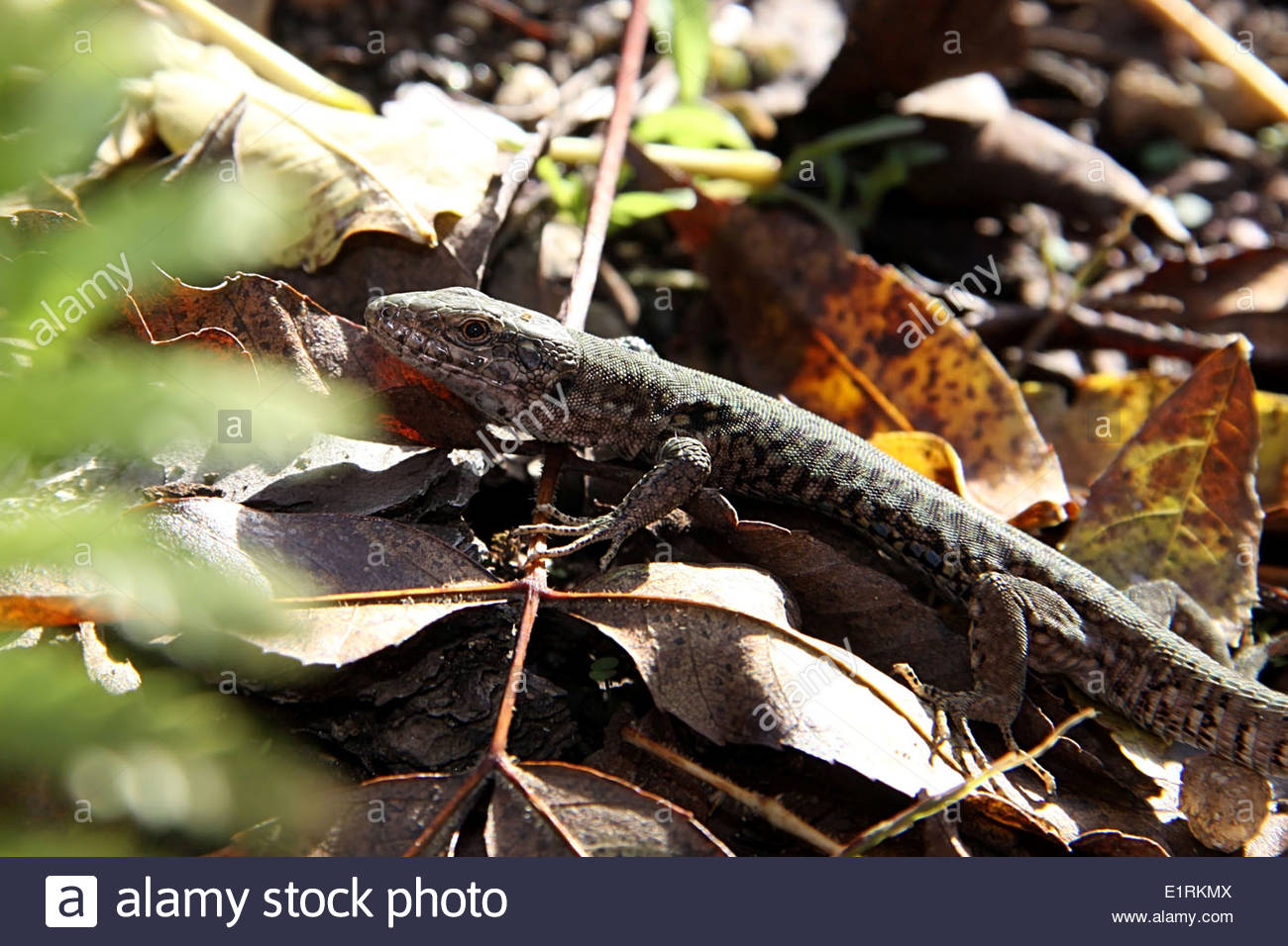 West lizard hi-res stock photography and images - Alamy