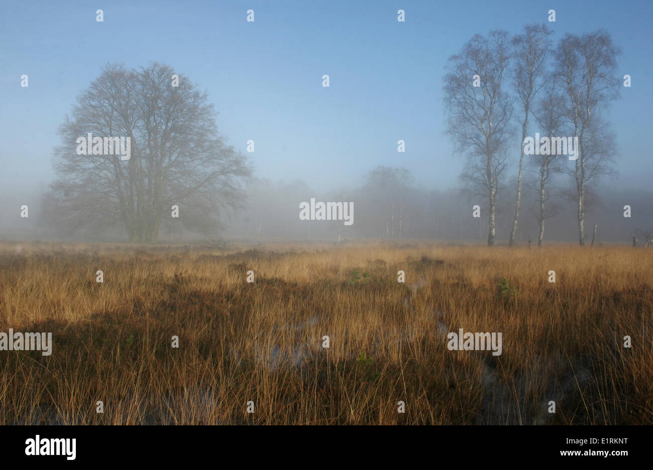 Wet grassland with trees in the fog Stock Photo