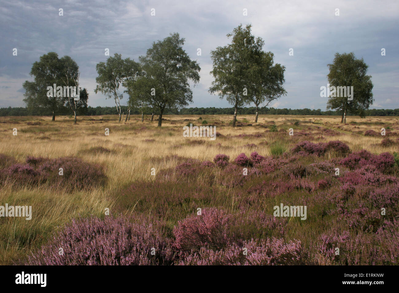 Heathland with Birch trees Stock Photo