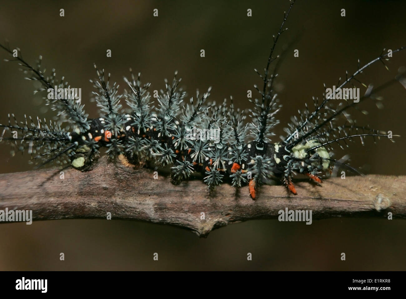 Spiny caterpillar Stock Photo - Alamy