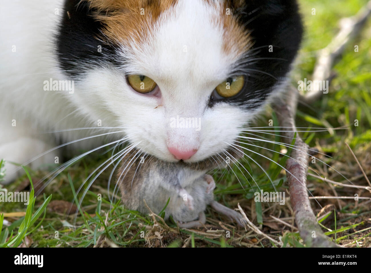 Bank Vole caught by a domesticated cat Stock Photo Alamy