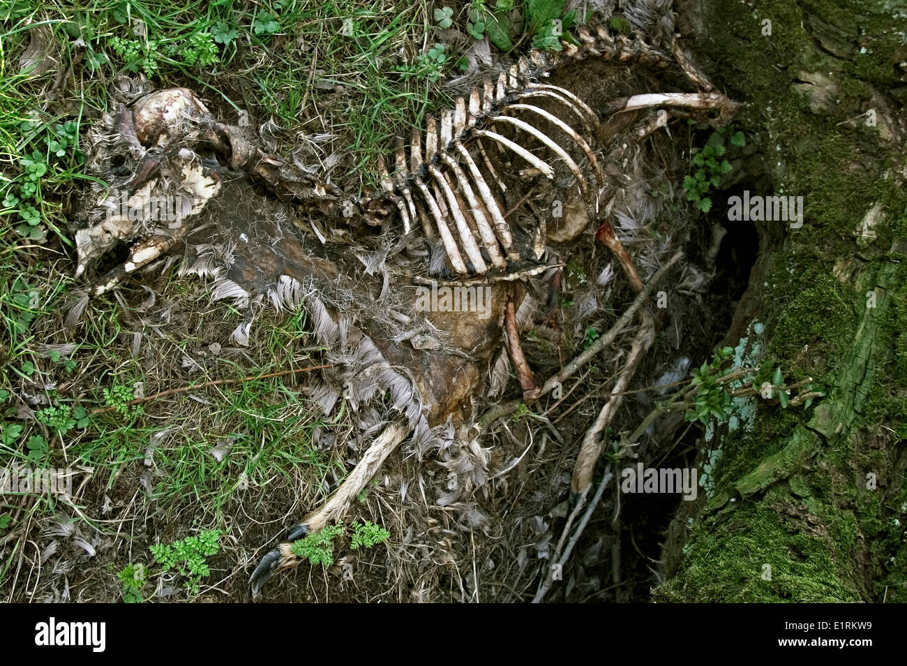 Roe deer skeleton Stock Photo